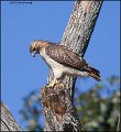 _1SB7643 red-tailed hawk